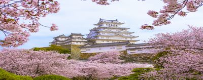 姫路城の桜