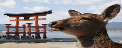 宮島の鹿